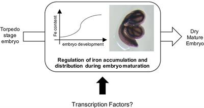 Transcriptional Regulation of Iron Distribution in Seeds: A Perspective